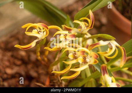 Interessante Maxillaria Luteoalba (Orchidea) in fiore,. Primo piano naturale ritratto di piante fiorite Foto Stock