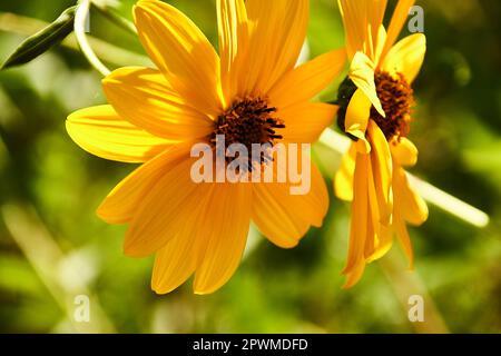 Gruppo di margherite gialle. Dimorphotheca sinuata. Foto macro e dettaglio, sfondo sfocato e verde. Foto Stock