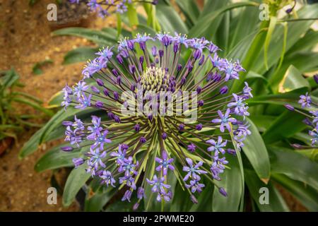 Bellissima Scilla peruviana, squill portoghese, giglio cubano, fiori. Primo piano naturale / macro fiore pianta ritratto Foto Stock