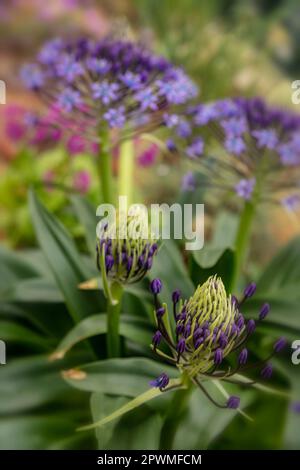 Bellissima Scilla peruviana, squill portoghese, giglio cubano, fiori. Primo piano naturale / macro fiore pianta ritratto Foto Stock