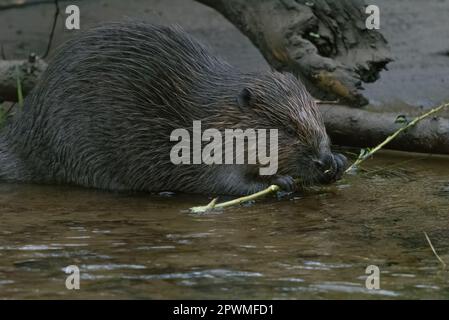 Beaver Eurasiatica/europea (Castor Fiber), River Tay, Perthshire, Scozia, Regno Unito. Foto Stock