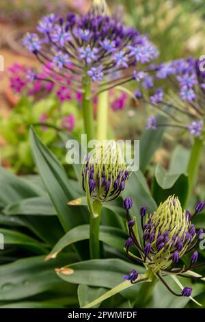 Bellissima Scilla peruviana, squill portoghese, giglio cubano, fiori. Primo piano naturale / macro fiore pianta ritratto Foto Stock