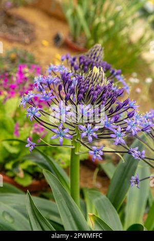 Bellissima Scilla peruviana, squill portoghese, giglio cubano, fiori. Primo piano naturale / macro fiore pianta ritratto Foto Stock