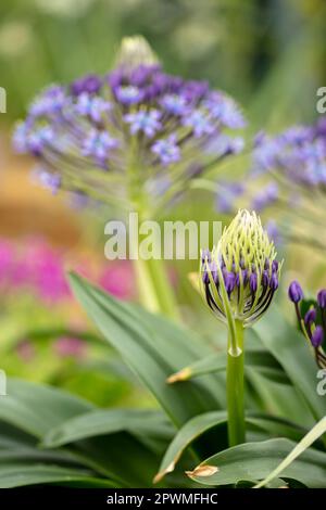 Bellissima Scilla peruviana, squill portoghese, giglio cubano, fiori. Primo piano naturale / macro fiore pianta ritratto Foto Stock