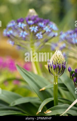 Bellissima Scilla peruviana, squill portoghese, giglio cubano, fiori. Primo piano naturale / macro fiore pianta ritratto Foto Stock