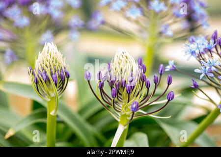 Bellissima Scilla peruviana, squill portoghese, giglio cubano, fiori. Primo piano naturale / macro fiore pianta ritratto Foto Stock