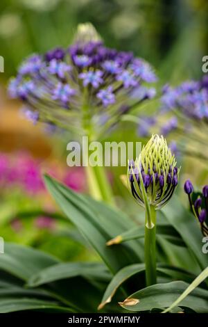 Bellissima Scilla peruviana, squill portoghese, giglio cubano, fiori. Primo piano naturale / macro fiore pianta ritratto Foto Stock