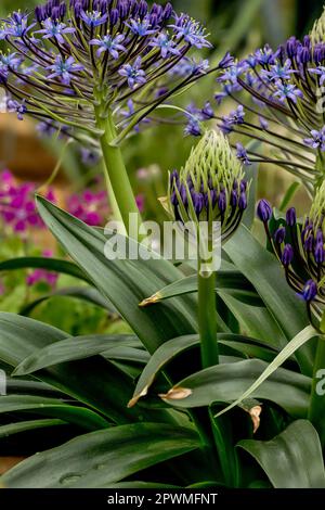 Bellissima Scilla peruviana, squill portoghese, giglio cubano, fiori. Primo piano naturale / macro fiore pianta ritratto Foto Stock