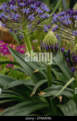 Bellissima Scilla peruviana, squill portoghese, giglio cubano, fiori. Primo piano naturale / macro fiore pianta ritratto Foto Stock