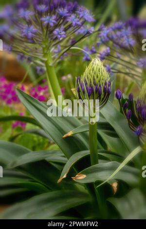 Bellissima Scilla peruviana, squill portoghese, giglio cubano, fiori. Primo piano naturale / macro fiore pianta ritratto Foto Stock