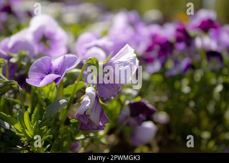 Pansies aka Pansy violets (Viola tricolore hortensis) - ID immagine: 2PWMGK3 Foto Stock