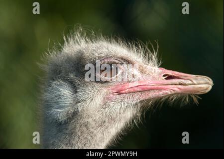 Un ritratto di testa di un bouquet di uccelli fotografati con un teleobiettivo estremo su uno sfondo verde sfocato Foto Stock