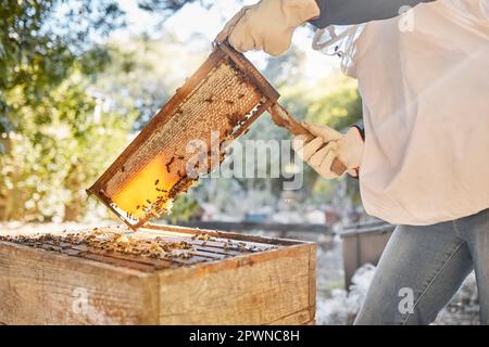 Apicoltore, alveare con una persona che rimuove cera d'api da un alveare in una fattoria ecologica. Estrazione, cera d'api e mani di allevatore apicoltura su un miele Foto Stock