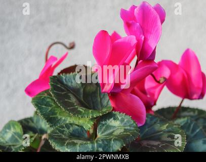 Cyclamen persicum, il persiano ciclamino, è una specie di fioritura piante erbacee perenni impianto Foto Stock