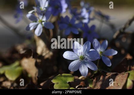 Tempo stagionale, Anemone hepatica (Hepatica nobilis), l'hepatica comune, liverwort, kidneywort, o pennywort, in un giardino. Foto Stock