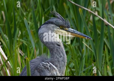 Giovane airone grigio nella spedizione di pesca di mattina Foto Stock