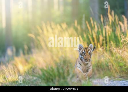 Il cucciolo di tigre del Bengala sta correndo verso la macchina fotografica su una strada forestale nella giornata di sole. Orizzontalmente. Foto Stock