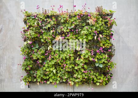 Parete in calcestruzzo con blocco di cestini appesi con piante verdi Foto Stock