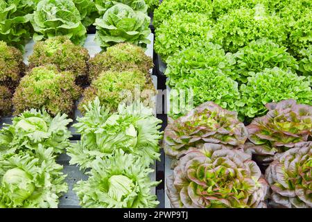 Crescita di varie colture di lattuga fresca verde e rossa su blocchi di polistirene Foto Stock