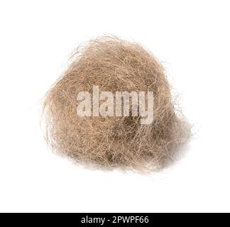 Un ciuffo di capelli grigi del gatto su uno sfondo bianco isolato Foto Stock