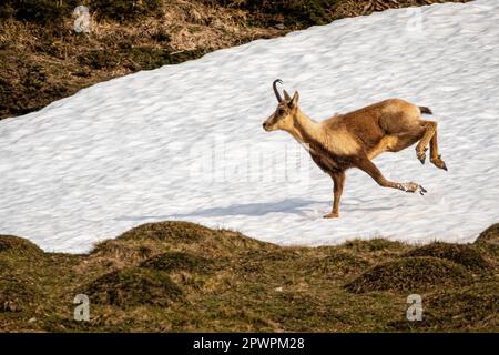 sarri che corre nei pirenei con la neve Foto Stock