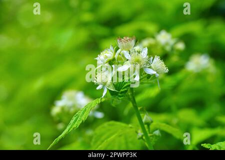 Fiore da Raspberry in primavera Foto Stock