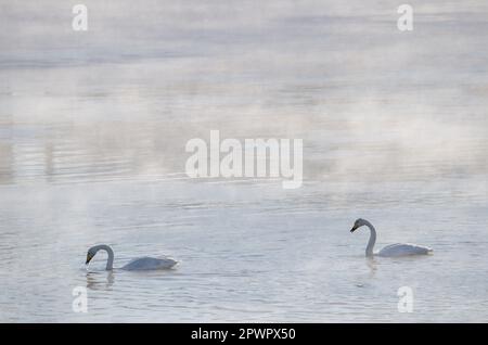 Whooper cigni Cygnus cygnus che si nutrono sul fiume Kushiro. Kushiro. Hokkaido. Giappone. Foto Stock