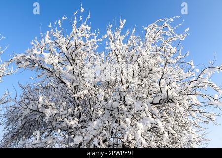 Bellissimi scatti di alberi dopo una forte nevicata in condizioni di sole Foto Stock