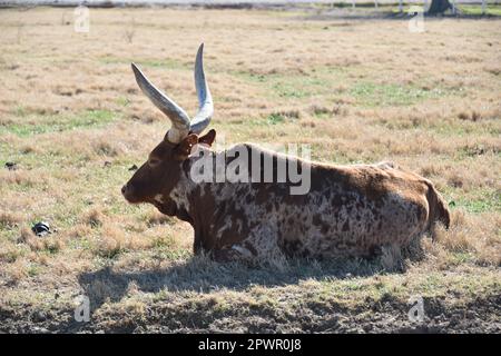 Buckeye, Arizona. STATI UNITI. 2/24/2023. Kerr Ranch. Il bestiame di Ankole-Watusi del gruppo di Ankole delle razze di bestiame di Sanga dell'Africa orientale e centrale. Foto Stock