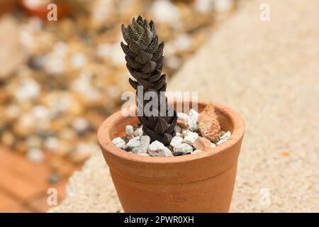 Cactus in una pentola a terra. Foto Stock