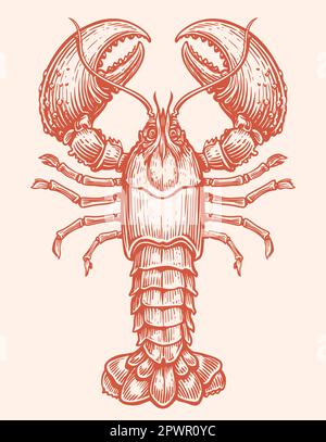 Gamberi, frutti di mare vettore. Animale acquatico crostacei, aragosta in stile annata. Illustrazione dello schizzo Illustrazione Vettoriale