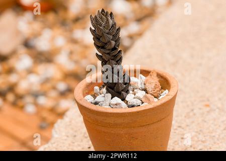 Cactus in una pentola a terra. Foto Stock