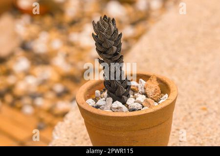 Cactus in una pentola a terra. Foto Stock