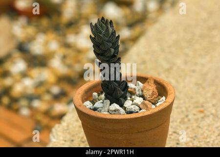 Cactus in una pentola a terra. Foto Stock