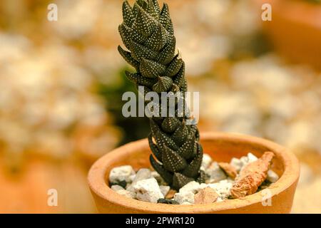 Cactus in una pentola a terra. Foto Stock