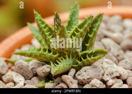 Piccoli cactus piantati in vasi Foto Stock