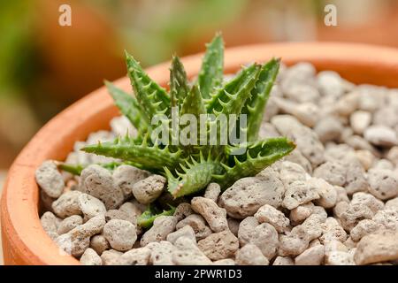 Piccoli cactus piantati in vasi Foto Stock