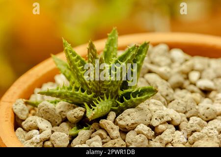 Piccoli cactus piantati in vasi Foto Stock