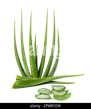 aloe vera isolato su sfondo bianco Foto Stock