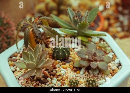 Cactus in una pentola a terra. Foto Stock