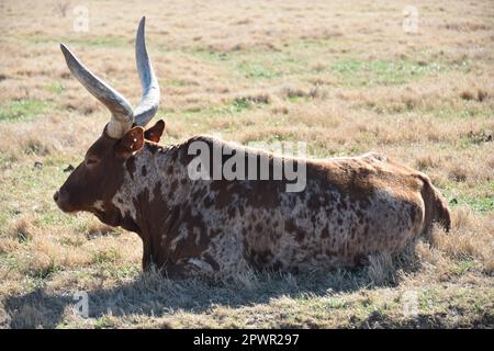 Buckeye, Arizona. STATI UNITI. 2/24/2023. Kerr Ranch. Il bestiame di Ankole-Watusi del gruppo di Ankole delle razze di bestiame di Sanga dell'Africa orientale e centrale. Foto Stock