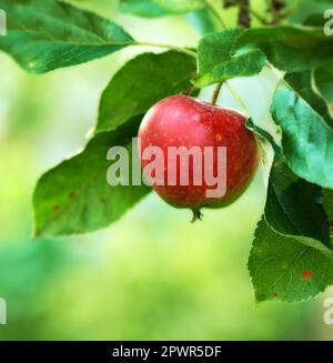 Raggiungete e sperimentate la bontà delle nature. Mele rosse mature su un albero di mele in un frutteto. Foto Stock