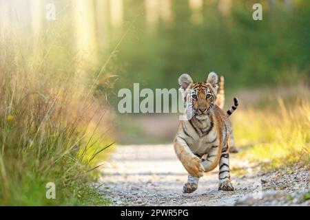 Vista frontale di carino amore a strisce paio di cuccioli tigre Bengala sono in esecuzione verso la fotocamera all'aperto. Orizzontalmente. Foto Stock