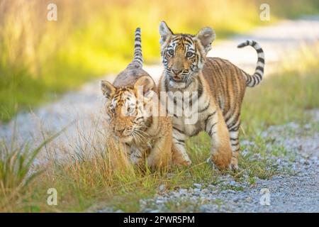 Il paio di simpatici cuccioli di tigre bengala che camminano contro la telecamera all'aperto. Orizzontalmente. Foto Stock