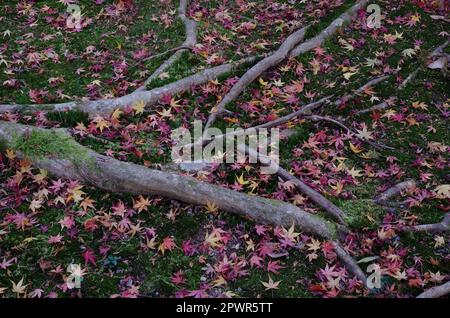 Radici e foglie cadute di acero rosso imperatore Acer palmatum. Kyoto. Giappone. Foto Stock