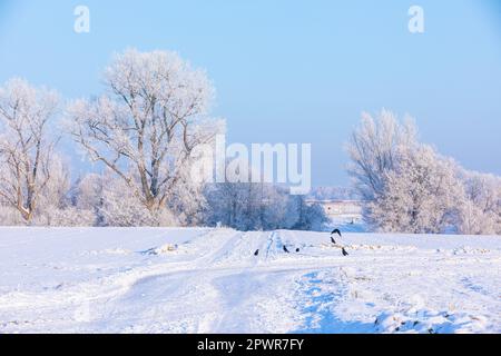 paesaggio invernale con corvi seduti su campi innevati Foto Stock