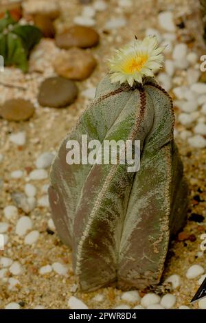 Astrophytum myriostigma in natura Foto Stock