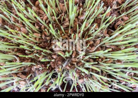 Erba di gatto (Cyperus zumula), primo piano. Cibo sano per i gatti. Foto Stock