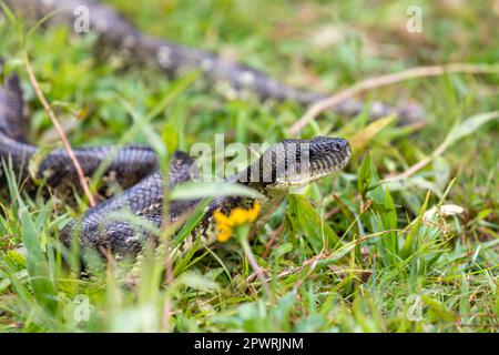 Sanzinia madagascariensis, conosciuto anche come il boa dell'albero malgascio o boa dell'albero del Madagascar, serpente di strangler non venoso endemico grande. Andasibe-Mantadia Nat Foto Stock