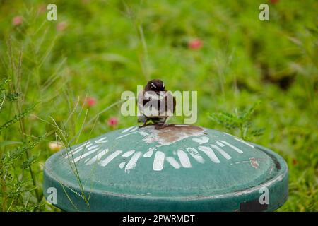 Il magpie orientale robin sul prato Foto Stock